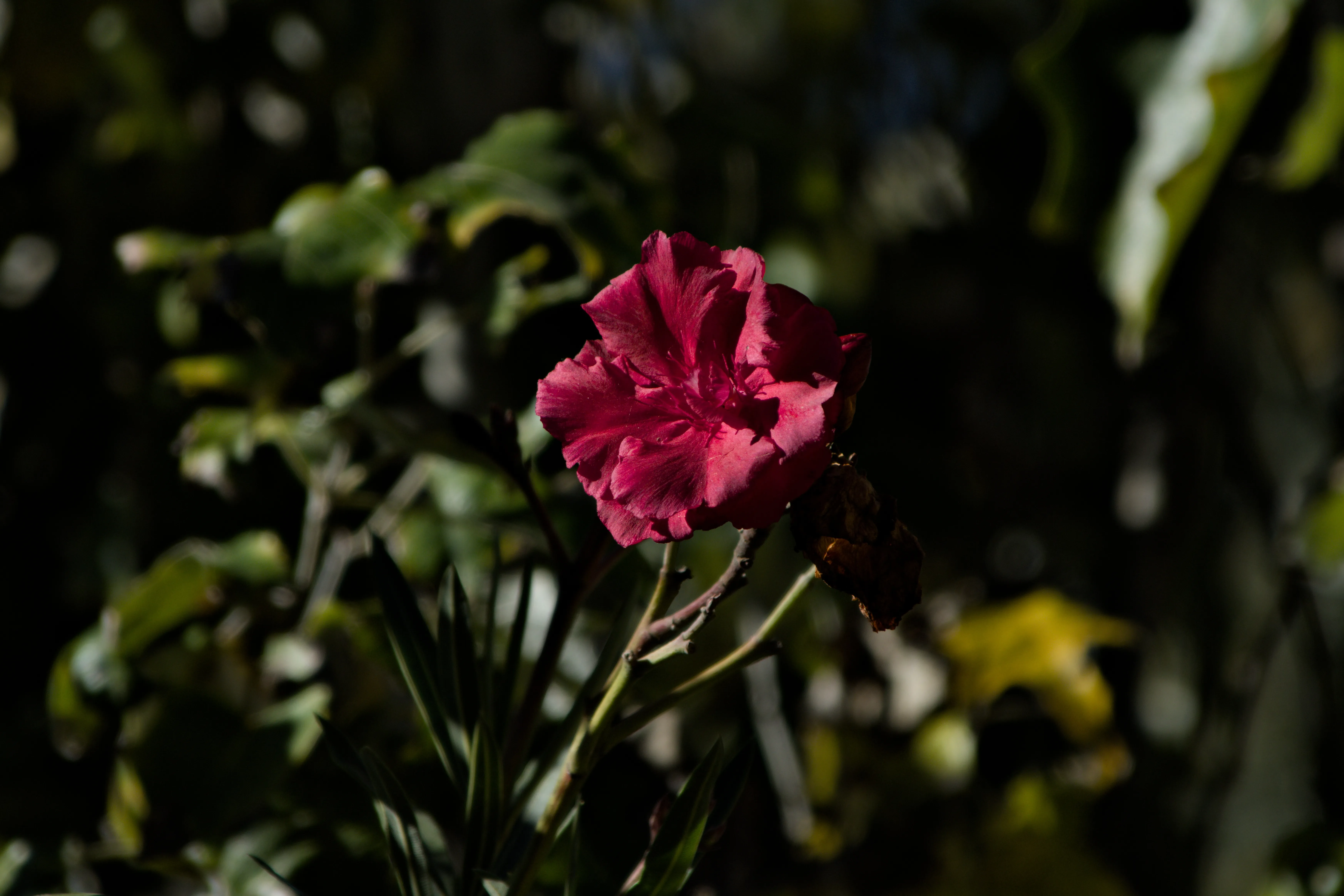 Tamron 28-300mm F3.5-6.3 (EF) - _I4A7152.webp